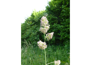 Wiesen-Knäuelgras (Dactylis glomerata) - © Philipp Sengl